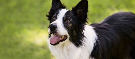 Ein Hund schaut gespannt nach oben.