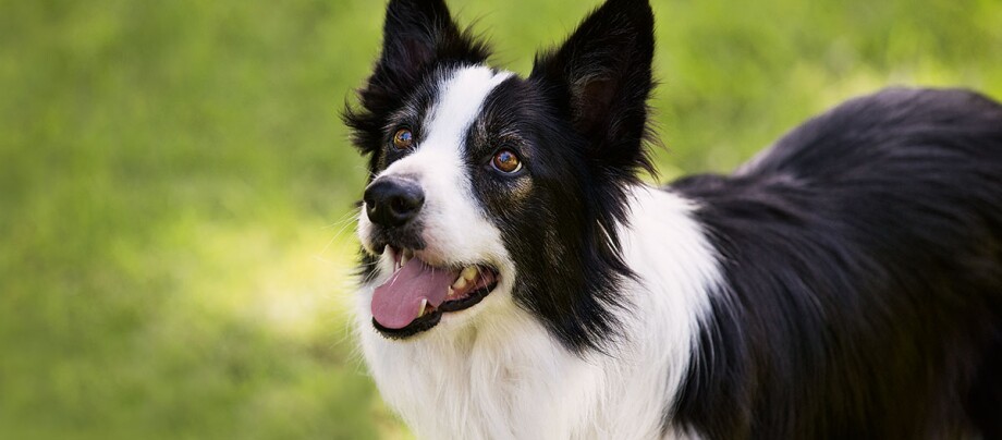 Glücklicher Border-Collie mit schwarz-weißem Fell auf grünem Gras im Freien