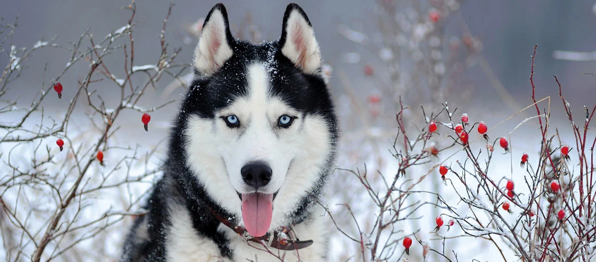 Sibirischer Husky mit blauen Augen im verschneiten Winterwald neben roten Beeren an kahlen Zweigen