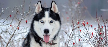 Sibirischer Husky mit blauen Augen im verschneiten Winterwald neben roten Beeren an kahlen Zweigen