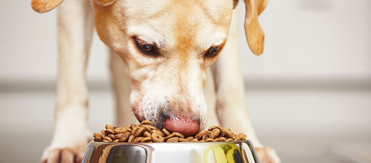 Ratgeber-Hund-Futter-Frisst-1200x527 Nahaufnahme eines hellbraunen Hundes, der aus einem glänzenden Metallnapf Trockenfutter frisst