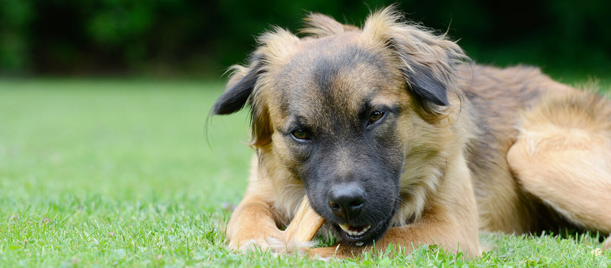 Großer Hund mit braun-schwarzem Fell liegt auf grünem Gras und kaut auf einem Knochen im Garten