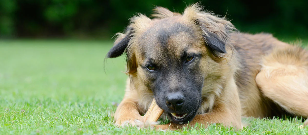 Großer Hund mit braun-schwarzem Fell liegt auf grünem Gras und kaut auf einem Knochen im Garten