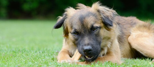 Großer Hund mit braun-schwarzem Fell liegt auf grünem Gras und kaut auf einem Knochen im Garten