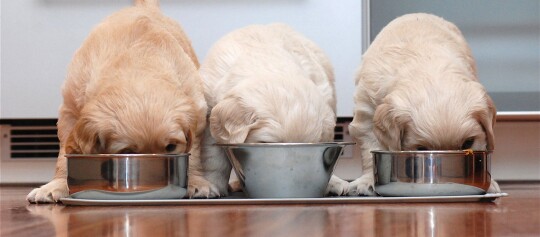 Drei niedliche Golden Retriever Welpen fressen aus Metallnäpfen auf einem Holzboden in einer Küche.