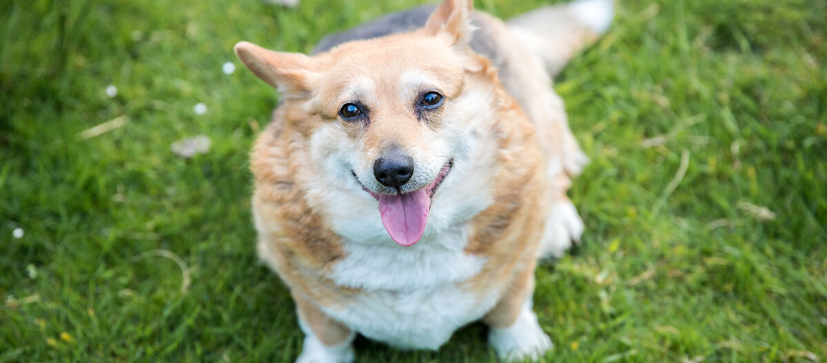 Ratgeber-Hund-Gelenkprobleme-uebergewichtiger-Hund_1200×527 Glücklicher übergewichtiger Corgi-Hund sitzt auf grünem Gras mit herausgestreckter Zunge