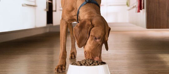 Ein Hund frisst auf einem vollem Napf