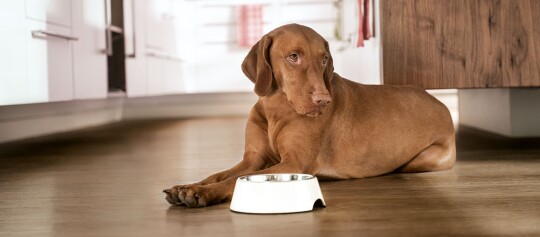 Brauner Hund liegt auf Holzboden in moderner Küche neben leerem Futternapf