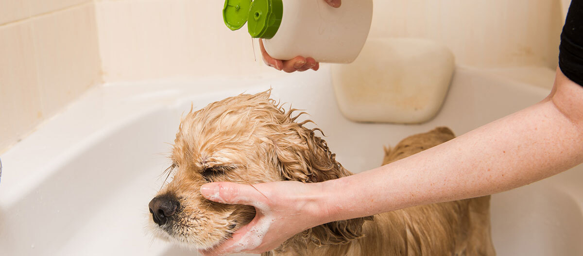 Ein Hund bekommt Shampoo aufgetragen. Golden Retriever Hund wird in der Badewanne mit Shampoo gewaschen, sanfte Fellpflege für nasse Hunde