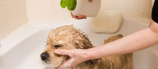 Golden Retriever Hund wird in der Badewanne mit Shampoo gewaschen, sanfte Fellpflege für nasse Hunde