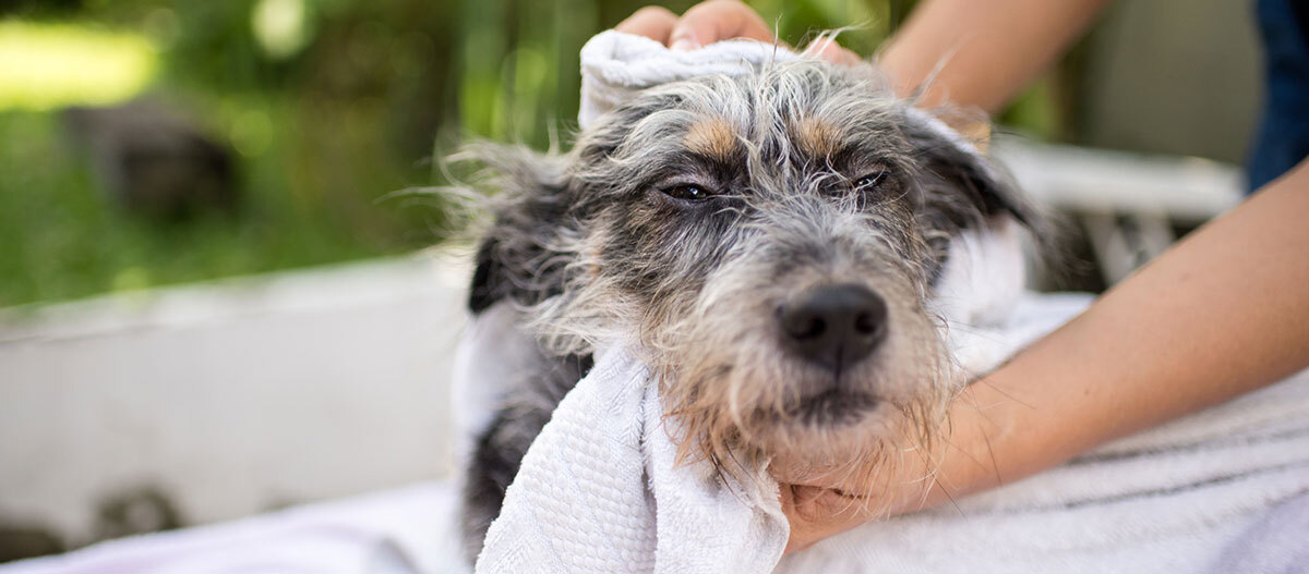 Hund wird nach dem Baden mit einem weißen Handtuch sanft getrocknet, entspannter Ausdruck, Outdoor-Umgebung