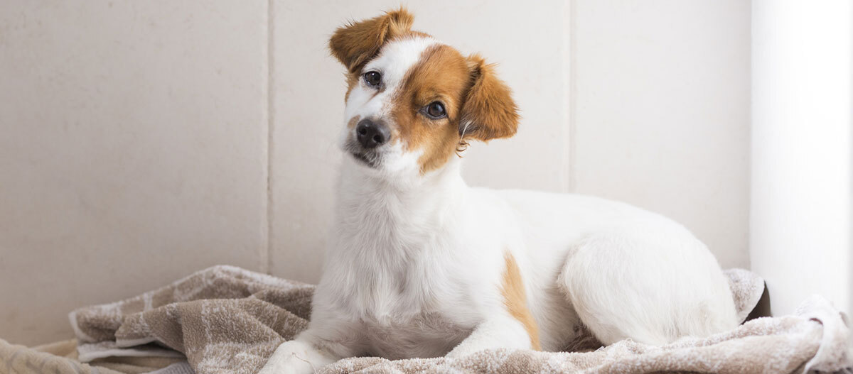 Kleiner weiß-brauner Hund liegt auf einer weichen Decke und schaut neugierig in die Kamera