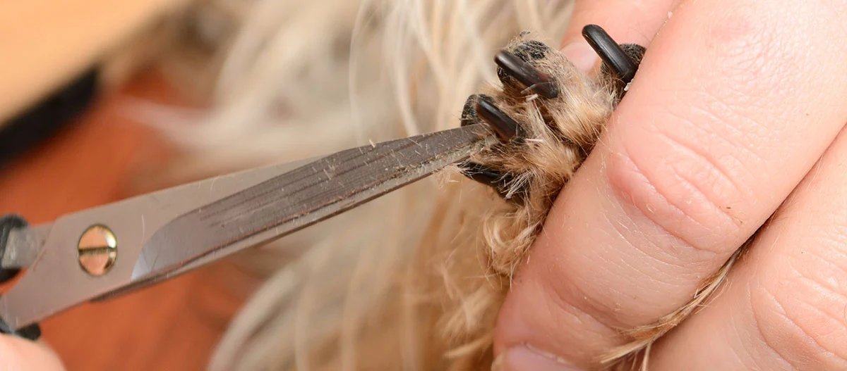 Nahaufnahme des Schneidens der Hundepfoten-Nägel mit einer Schere, sorgfältige Hundepflege und Nagelpflege