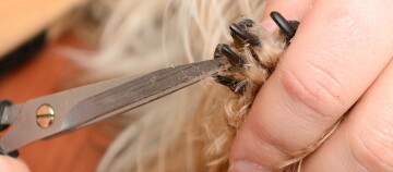 Nahaufnahme des Schneidens der Hundepfoten-Nägel mit einer Schere, sorgfältige Hundepflege und Nagelpflege