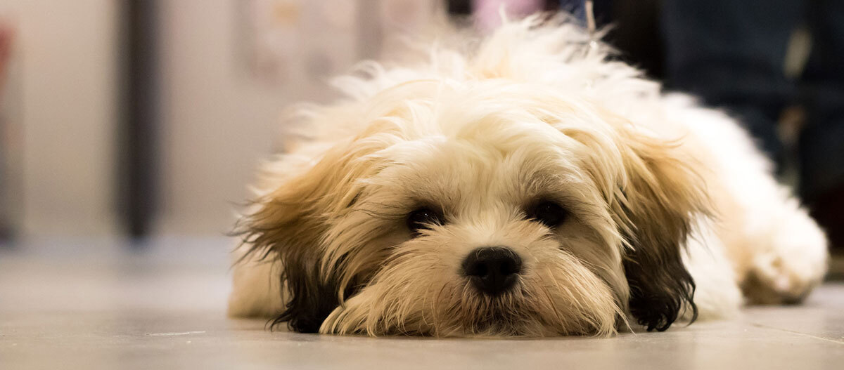 Ratgeber-Hund-Hundefell-liegender-Hund_1200×527 Ein Hund liegt auf dem Boden.