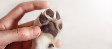 Nahaufnahme einer menschlichen Hand, die sanft eine Hundepfote mit sichtbaren Ballen hält, symbolisiert Fürsorge und Verbindung.