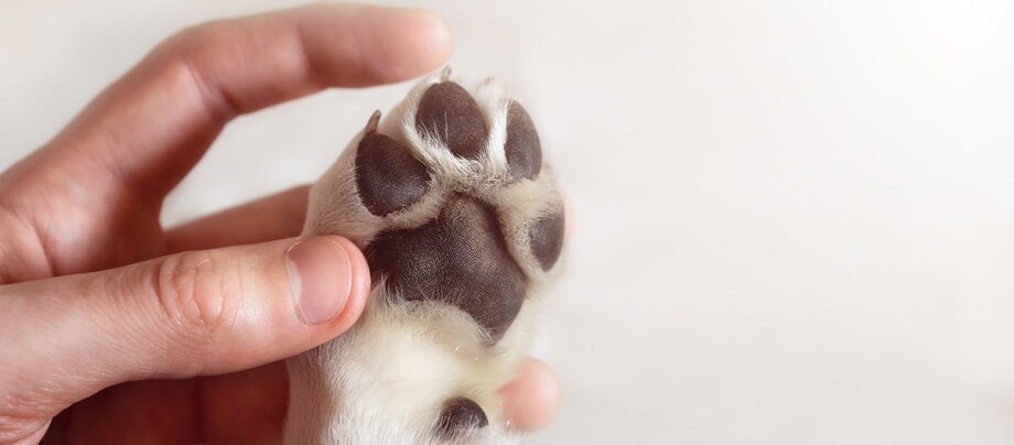 Nahaufnahme einer menschlichen Hand, die sanft eine Hundepfote mit sichtbaren Ballen hält, symbolisiert Fürsorge und Verbindung.