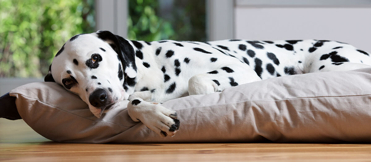 Ratgeber-Hund-Krankheiten-Dalmertiner_1200x527 Dalmatiner Hund liegt entspannt auf einem beigen Kissen im Wohnzimmer mit Holzboden und grünem Hintergrund.