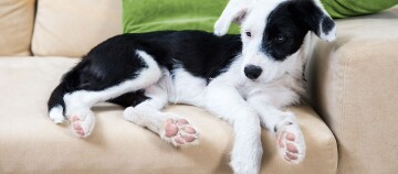 Niedlicher schwarz-weißer Welpe liegt entspannt auf einem beigen Sofa mit grünem Kissen im Hintergrund