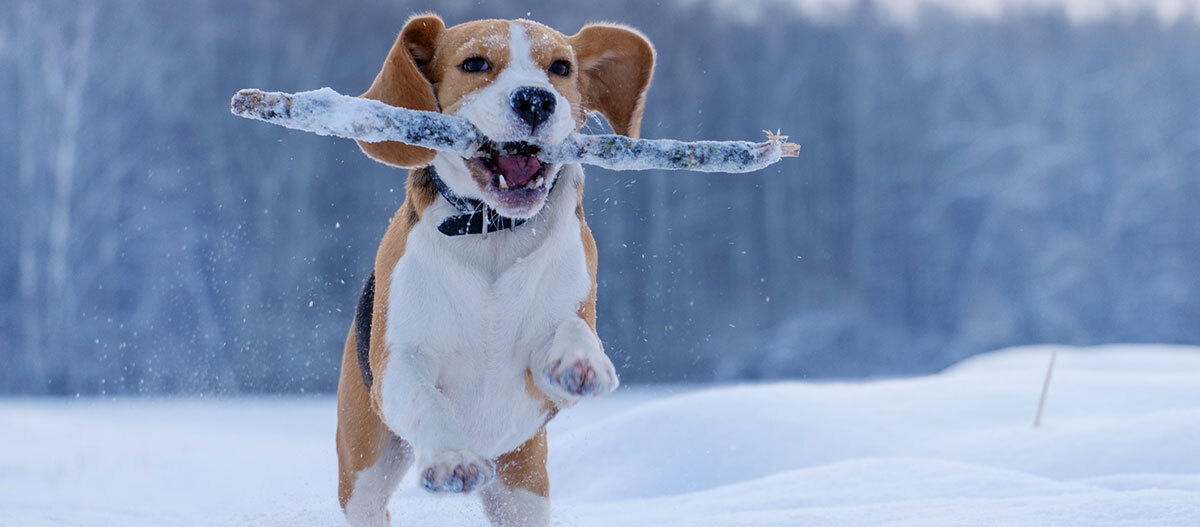 Beagle-Hund läuft im Schnee mit einem schneebedeckten Stock im Maul, winterliche Landschaft