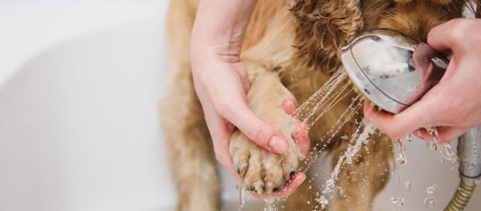 Hundepfote wird mit Handbrause sanft gewaschen, nasse Fellpflege und liebevolle Hundehygiene