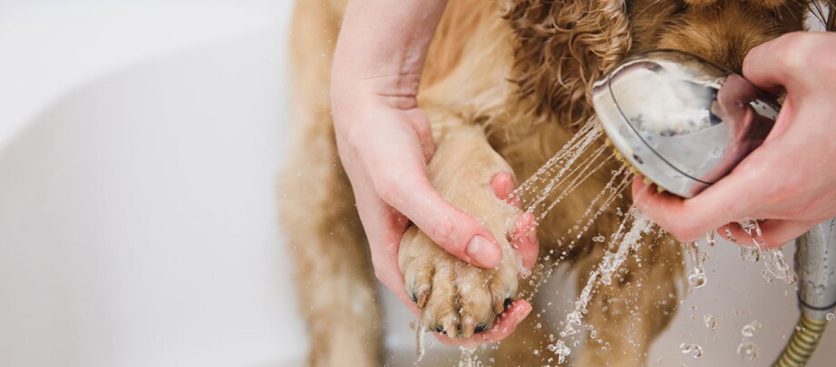 Einem Hund werden die Pfoten gewaschen. Hundepfote wird mit Handbrause sanft gewaschen, nasse Fellpflege und liebevolle Hundehygiene