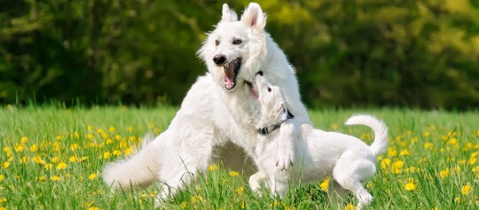Zwei weiße Hunde spielen fröhlich auf einer grünen Wiese mit gelben Löwenzahnblumen