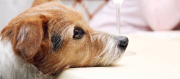 Ein Silvester mit Hund.