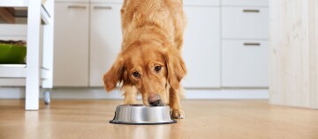 Golden Retriever Hund frisst aus Edelstahlnapf in moderner Küche auf Holzboden