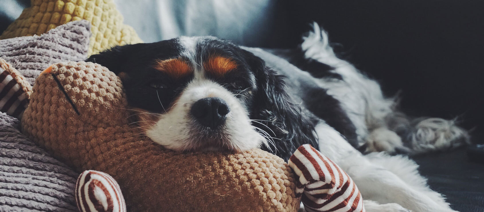 Ein Hund liegt entspannt auf dem Sofa Ein Hund liegt entspannt auf dem Sofa