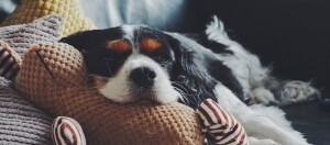 Ein Hund liegt entspannt auf dem Sofa