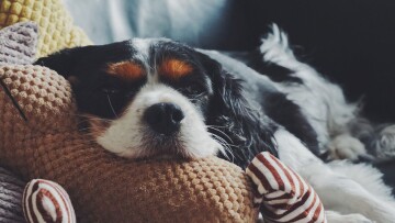 Ein Hund liegt entspannt auf dem Sofa Ein Hund liegt entspannt auf dem Sofa
