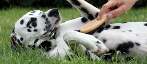 Ein Hund wird gebürstet