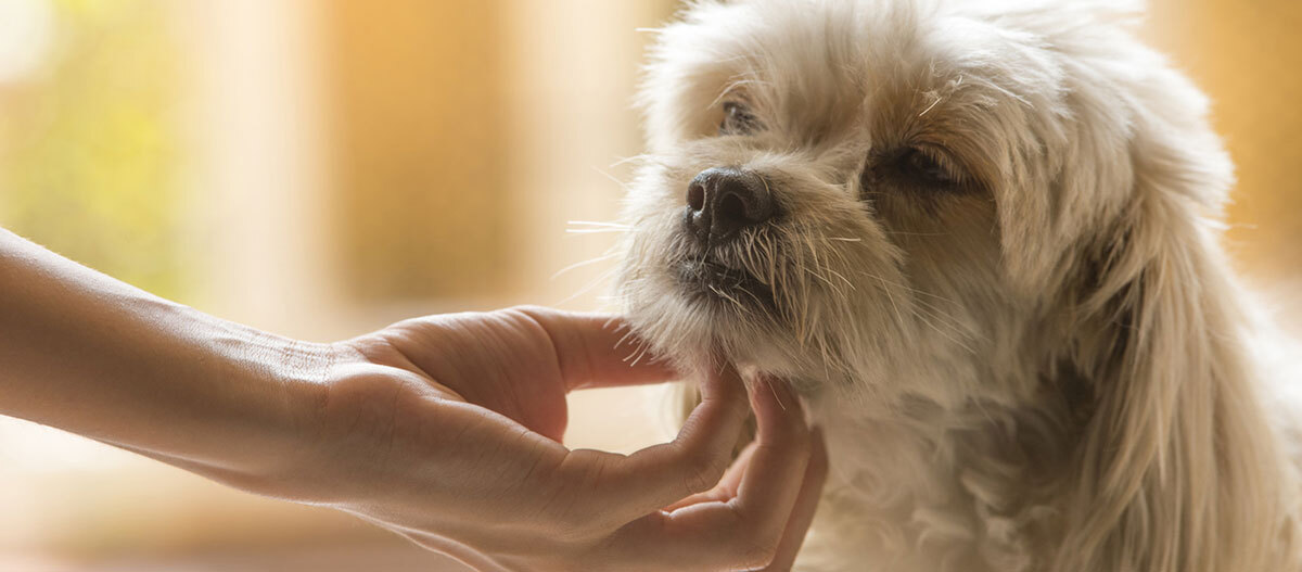 Ratgeber-Hund-Wellness_1200×527-5ea2c49633d83 Besitzerin krault den Hund unten am Maul.