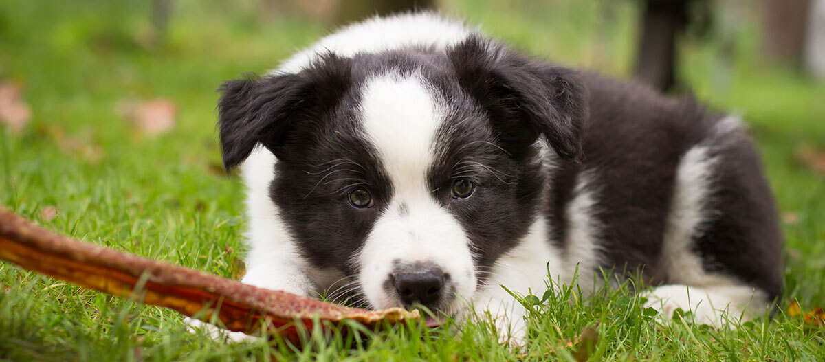 Ein Welpe liegt auf einer Wiese und schnüffelt Niedlicher schwarz-weißer Border-Collie-Welpe liegt auf grünem Gras und schaut neugierig in die Kamera