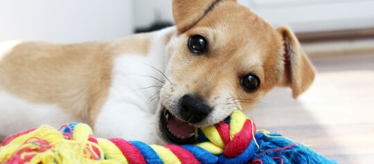 Verspielter Welpe mit braun-weißem Fell kaut auf buntem Spielzeugseil, Nahaufnahme