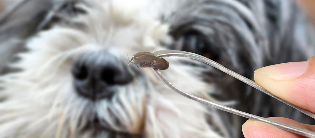 Zecke wird mit einer Pinzette von einem Hund entfernt, Nahaufnahme der Zeckenentfernung bei Haustieren