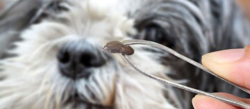 Zecke wird mit einer Pinzette von einem Hund entfernt, Nahaufnahme der Zeckenentfernung bei Haustieren