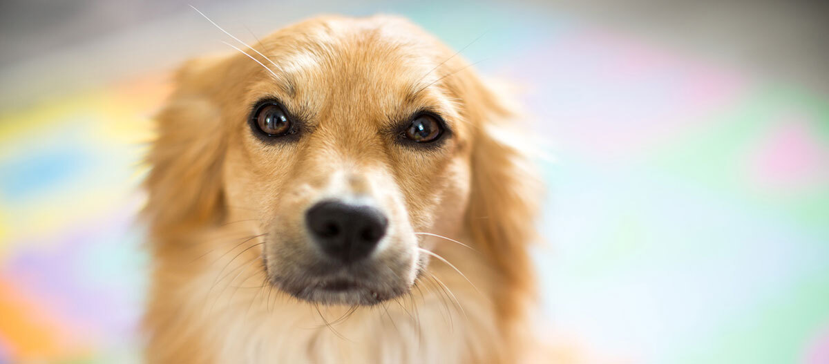 Ratgeber-Hund-Zooanthroponose-Frontal_1200x527 Nahaufnahme eines goldfarbenen Hundes mit sanftem Fell und ausdrucksvollen dunklen Augen vor unscharfem pastellfarbenem Hintergrund