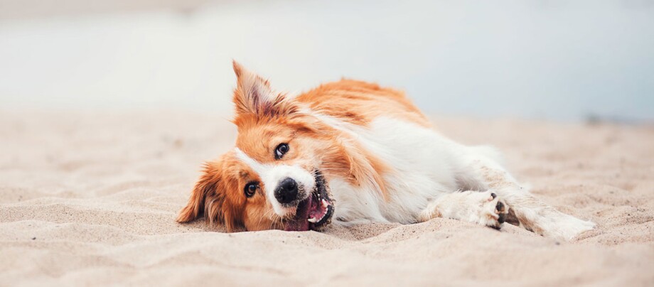 Border Collie liegt am Strand im Sand Glücklicher rot-weißer Hund liegt entspannt im Sand am Strand