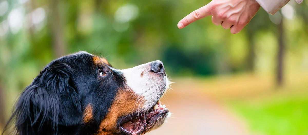 Bernhardiner Hund schaut aufmerksam auf einen zeigenden Finger im Park, Hundetraining im Freien