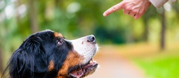 Bernhardiner Hund schaut aufmerksam auf einen zeigenden Finger im Park, Hundetraining im Freien