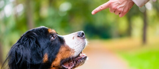 Bernhardiner Hund schaut aufmerksam auf einen zeigenden Finger im Park, Hundetraining im Freien