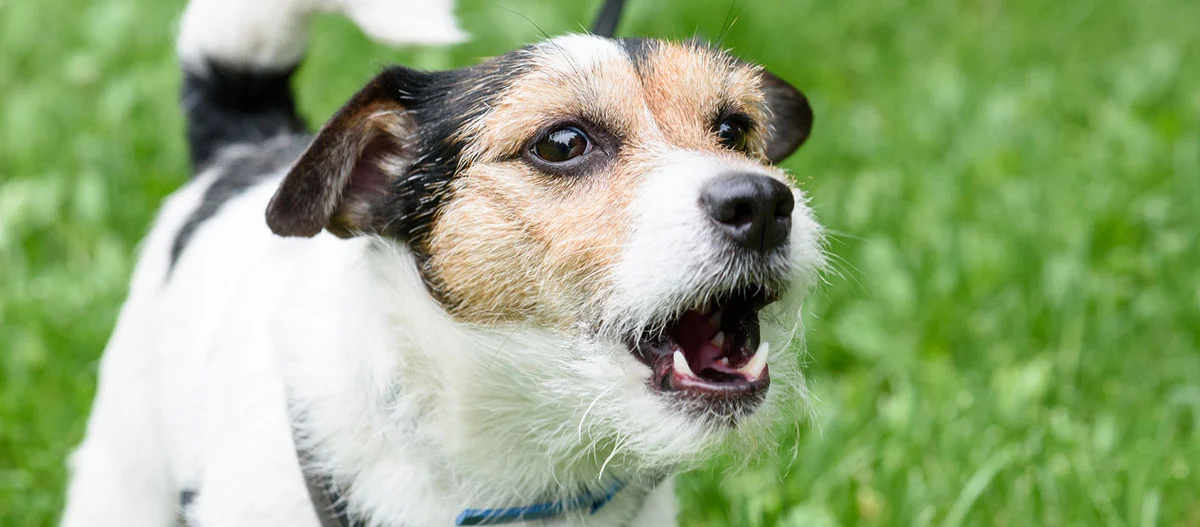 Kleiner Jack Russell Terrier Hund bellt draußen auf grünem Gras