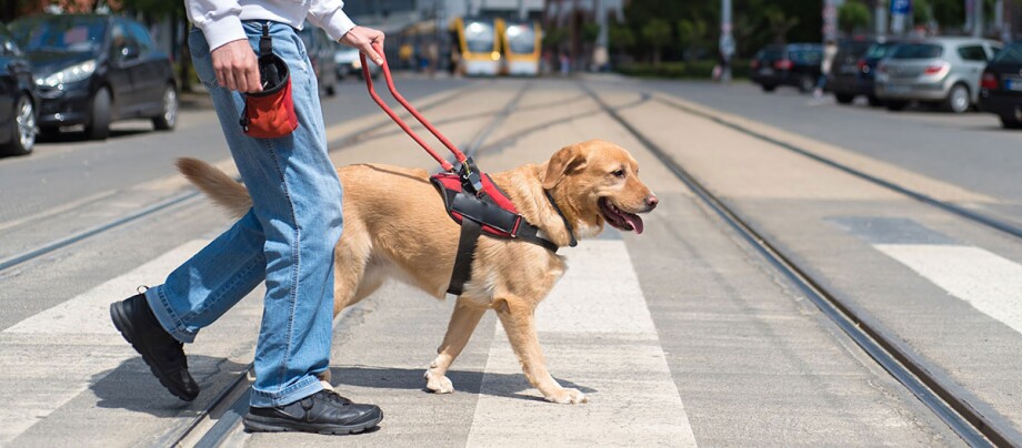 Ratgeber-Hund-geht-über-Strasse_1200×527 Ein Hund geht mit seinem Besitzer über die Straße.
