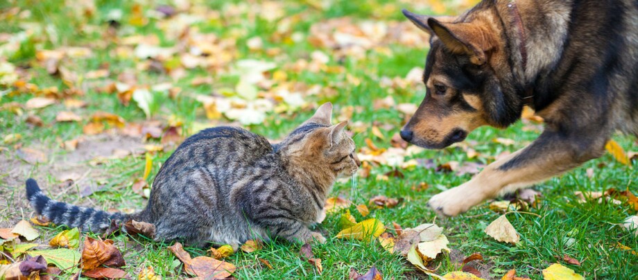 Hund und Katze im Herbstlaub auf einer Wiese, Hund nähert sich vorsichtig der Katze