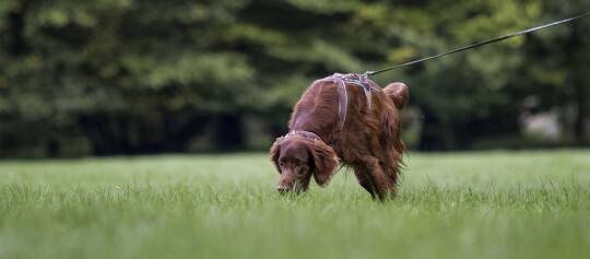 Ein Hund schnüffelt entlang einer Wiese