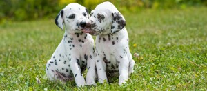 Zwei niedliche Dalmatiner-Welpen sitzen auf grünem Gras, einer leckt den anderen liebevoll im Gesicht.
