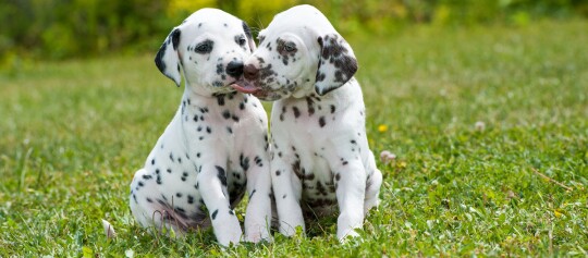 Zwei niedliche Dalmatiner-Welpen sitzen auf grünem Gras, einer leckt den anderen liebevoll im Gesicht.