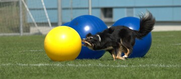 Schwarzer und brauner Hund spielt mit großen gelben und blauen Gymnastikbällen auf einem grünen Sportplatz